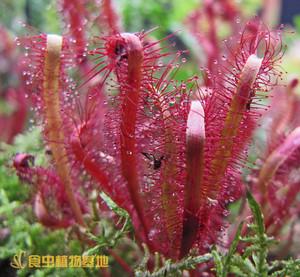 食肉植物用什么照(食肉植物长什么样子