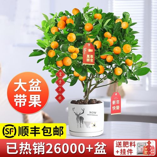 室内植物金桔(和小金桔有点像的植物叫啥