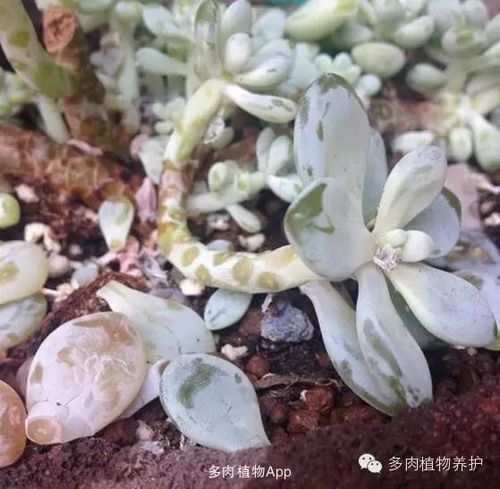 多肉植物长黑斑怎么治(多肉植物有黑斑是