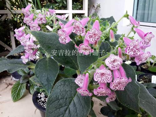 带花的是什么植物(狗带花是什么意思)