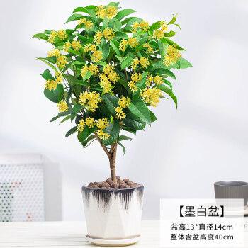 盆栽植物花多少钱(办公桌植物花小盆栽