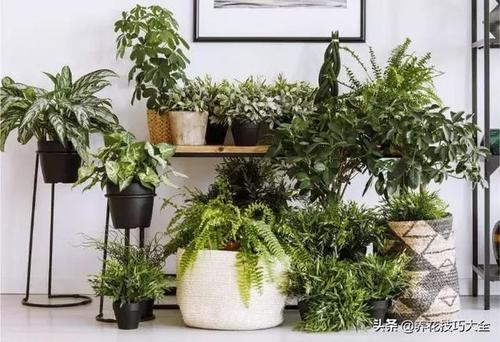 家居植物摆养植(家居摆什么植物好)