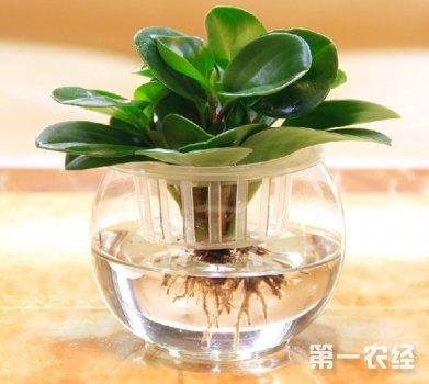 水培植物的养殖方法和注意事项(水培观音竹的养