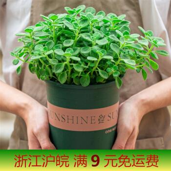 碰碰香植物怎么养(碰碰香观察植物作文