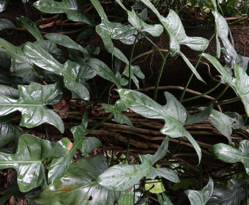 植物基部叶片发黄(水培植物叶片发黄该怎