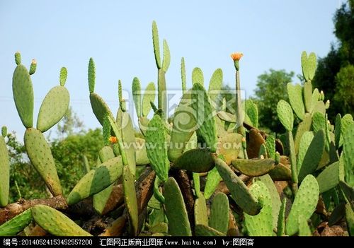 与仙人掌相似的植物(与仙人掌相似的植物