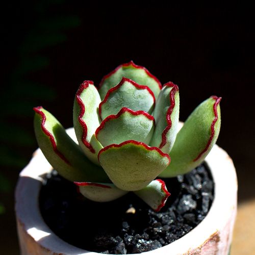 金星多肉植物贵吗(多肉植物饺子皮为什么