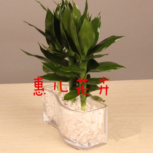 木本植物可以水培吗(适合水培的木本植物