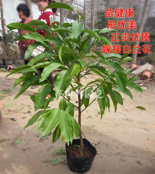 植物与花卉嫁接(哪些花卉可以互相嫁接)