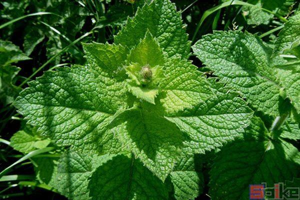 食用香料植物大全(食用香料大全及特点