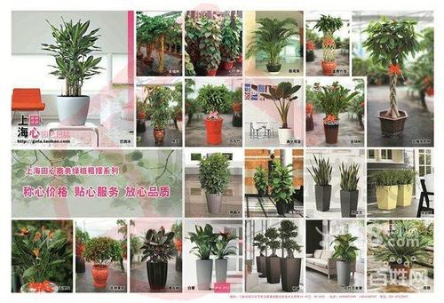 室内花卉植物租赁(南京花卉植物租赁)