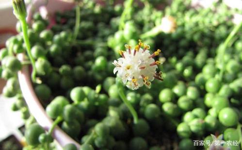 翡翠钻石植物烂根(钻石翡翠植物掉叶子怎