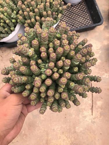 多肉植物大吊串钱(多肉植物钱串有几个品