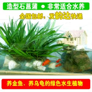 金鱼和水培植物(金鱼可以养在水培植物里