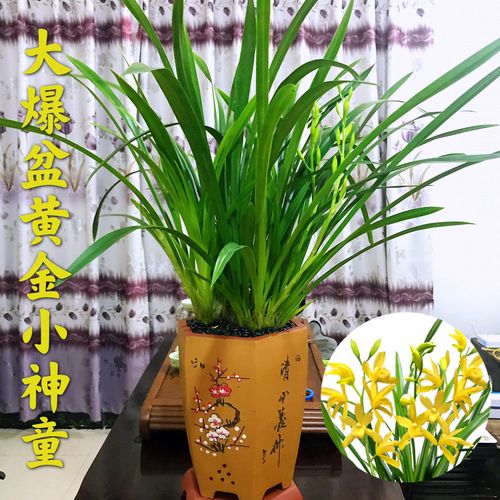 室内植物兰花种类(国家二级保护植物兰花