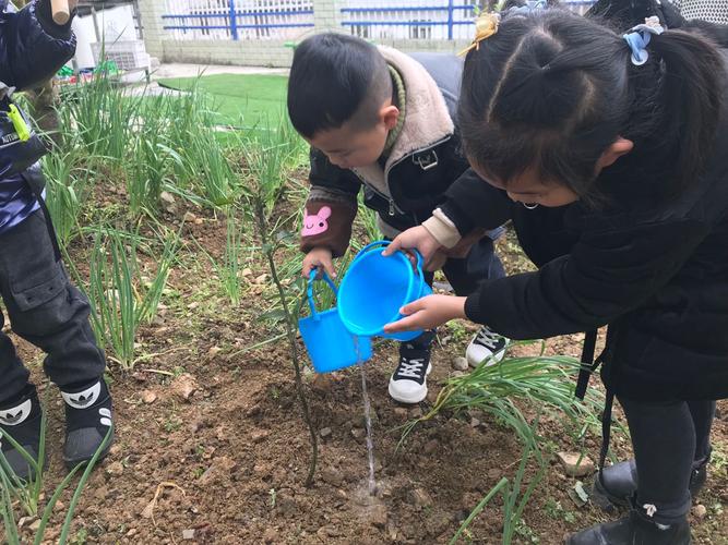 植物种植后填土的方法