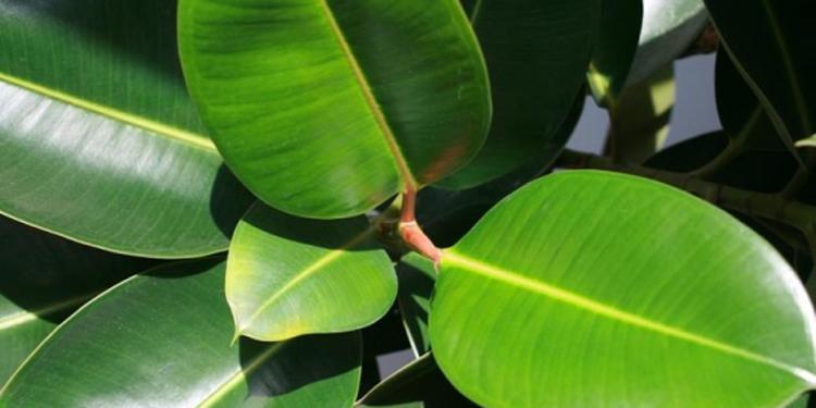 观叶植物叶子边缘枯黄(观叶植物叶子边缘