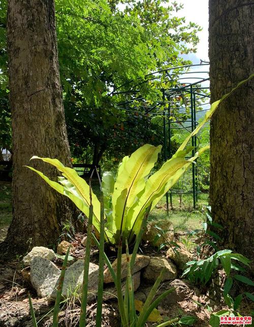 植物鸟巢长得快嘛(鸟巢植物能长多大)