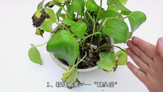 防止植物烂根(防止植物烂根的偏方)