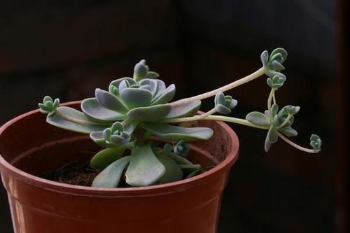 多肉植物开花后处理(多肉植物玉麒麟开花