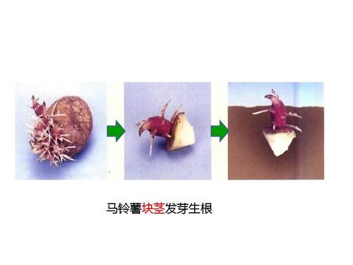 用根繁殖植物步骤(用根繁殖后代的植物有