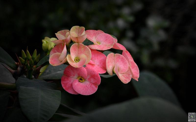 各种植物花语(植物的花语)