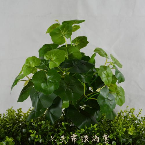 大绿叶植物名称(热带绿叶植物名称和图片