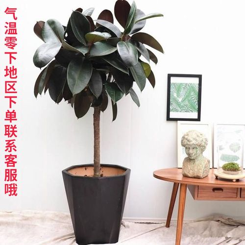 家庭养的木本植物品种(家里适合养什么木