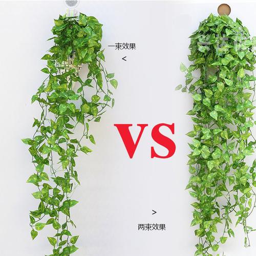 把家里养藤状植物(家里养绿萝长藤植物好