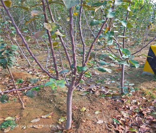 自根砧苹果苗木栽培(矮化自根砧苹果苗木