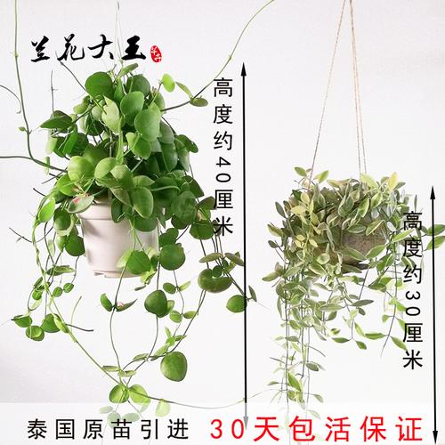 绿藤植物的养殖方法(金钻绿公主植物养殖