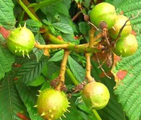 植物的花果实什么作用(花果实种子有什么