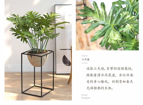 植物盆栽森林(室内植物100种大盆栽)