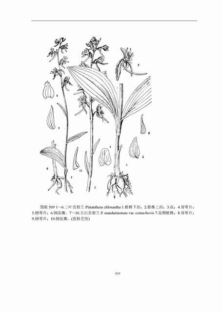 兰科植物检索表(编写10种植物检索表)