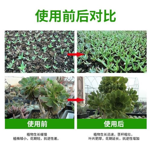 兰科植物如何吸收肥料(兰科植物晚上吸收