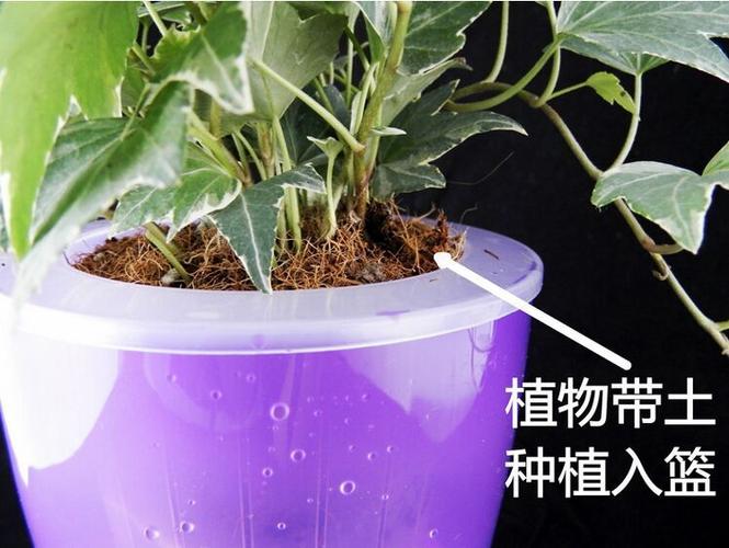 植物套盆出租价格(盆栽植物出租价格)