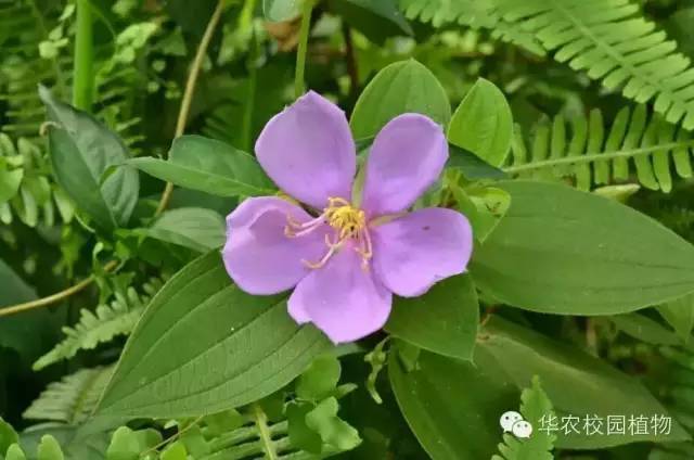 虎颜花是保护植物(虎颜花是保护植物吗