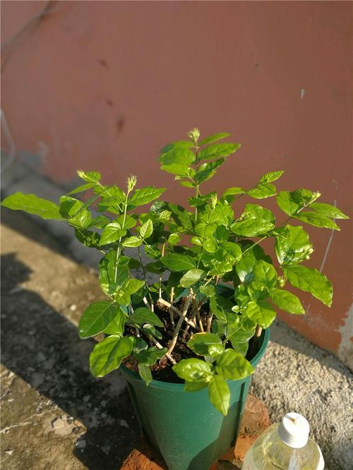 植物茉莉怎么养植