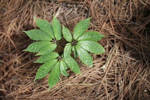 茜草科植物大全(常见茜草科植物有哪些