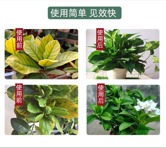 家里植物用什么肥料(家里种植物用什么肥