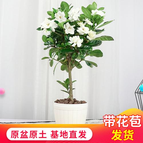 室内能养开花的植物吗(室内适合养的18种