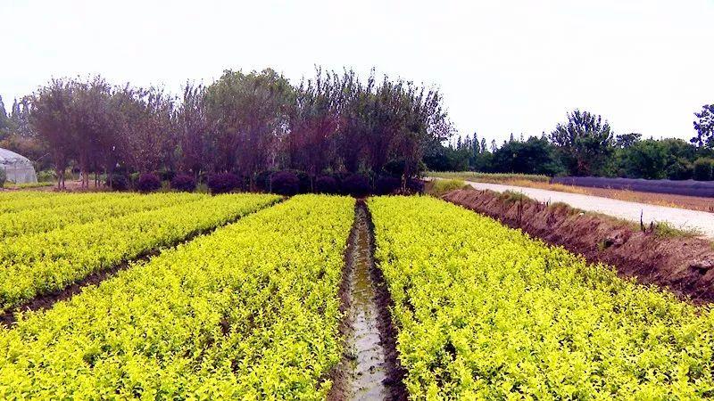 苗木销售不出去怎么办(苗木如何销售出去