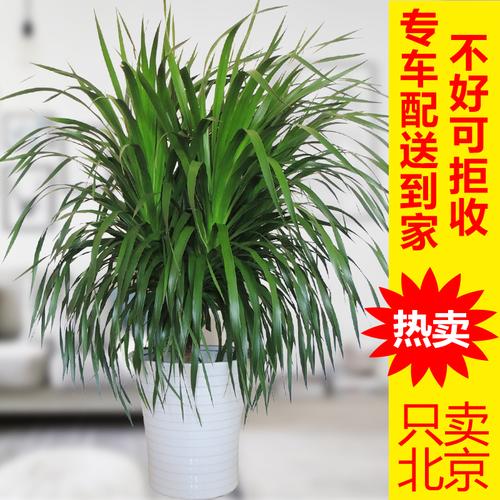 <strong>室内植物榕血树(室内植物树有哪些)</strong>