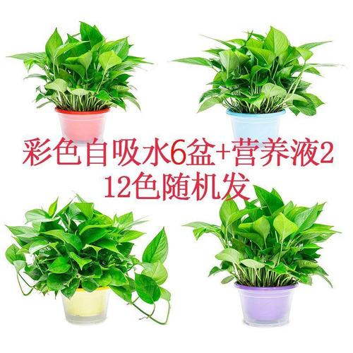 小型绿色植物盆栽(孕妇梦见绿色植物盆栽