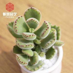 <strong>多肉植物熊童子换盆(多肉植物熊童子可以</strong>