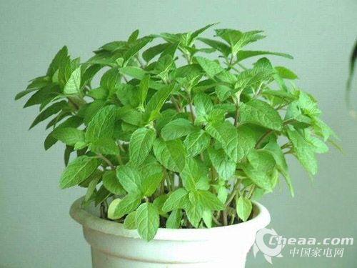 抵抗雾霾的植物(抵抗雾霾教案)