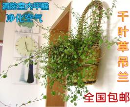 吊兰植物组合(吊兰植物生长记录表)