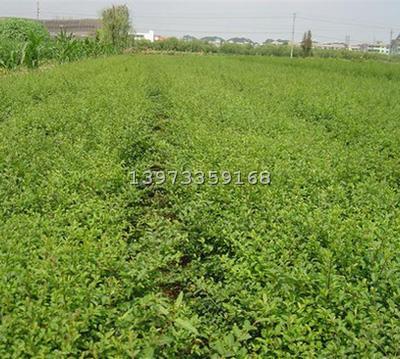 株洲马鞍山苗木基地在哪