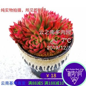 多肉植物东云系列(多肉植物东云图片欣赏