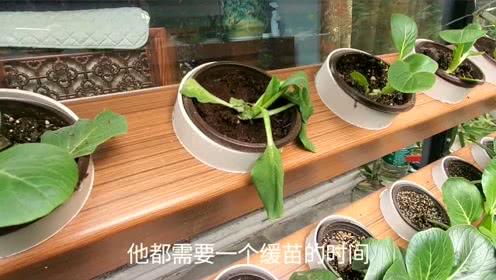 阳台植物施肥(阳台种大蒜怎么施肥)